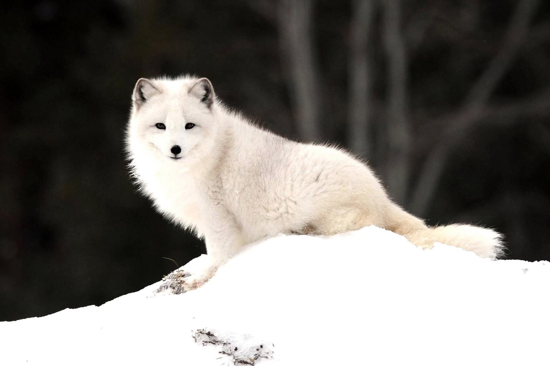 Download hd 1920x1280 Arctic Fox computer background ID:98724 for free