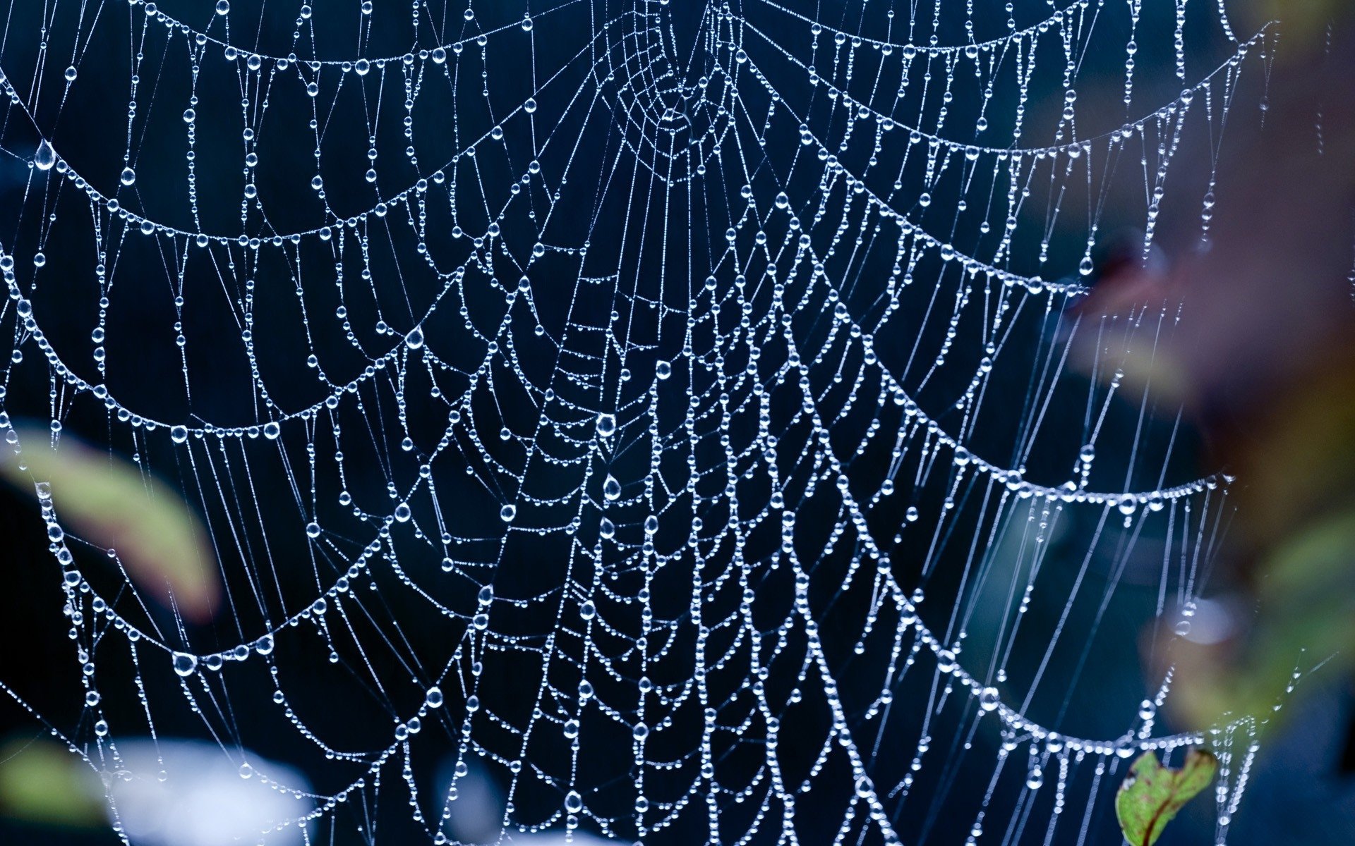 High resolution Spider Web hd 1920x1200 background ID:184723 for PC
