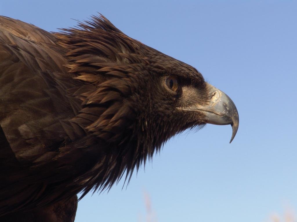 Free Eagle high quality background ID:231421 for hd 1024x768 desktop