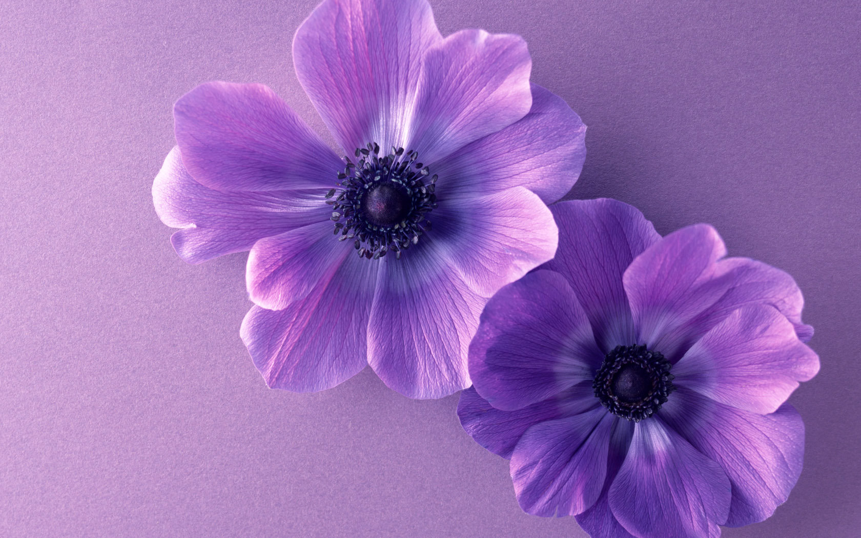 Best Flower background ID:285792 for High Resolution hd 1680x1050 desktop