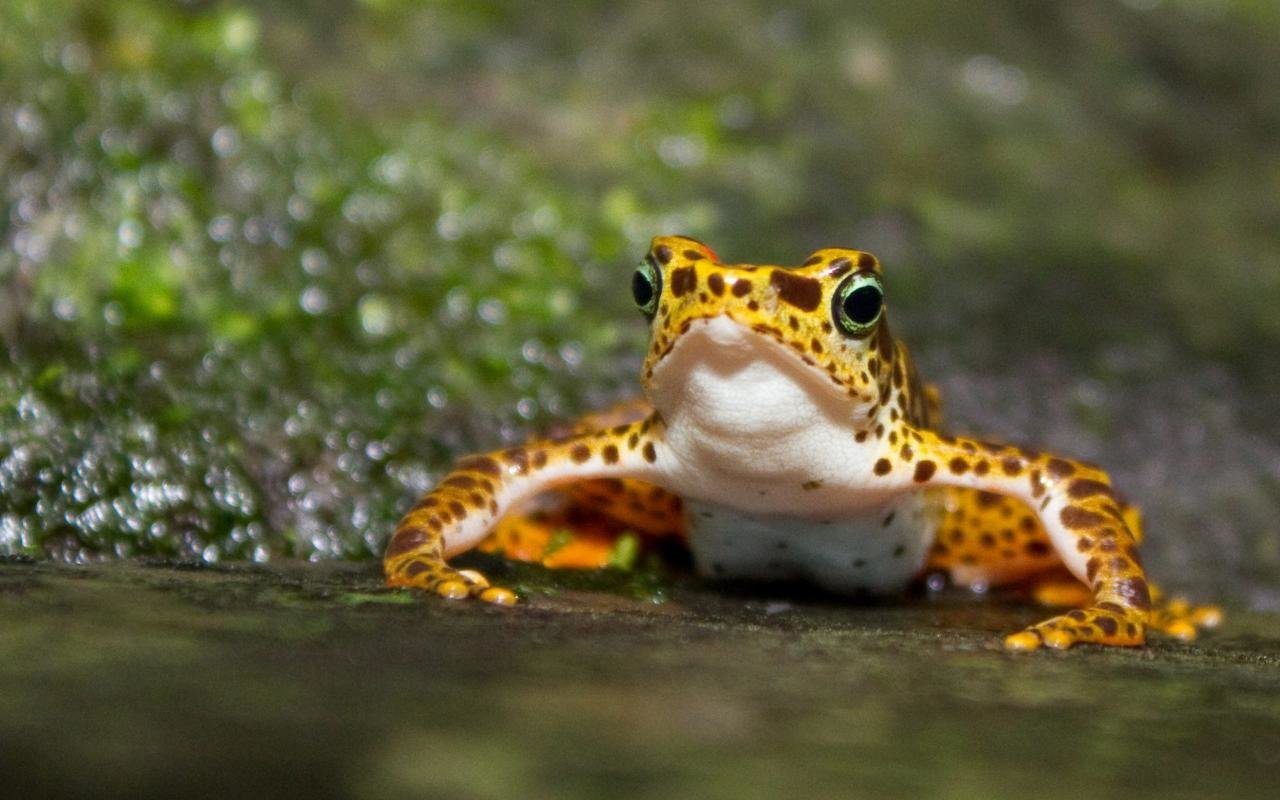Free Frog high quality background ID:328879 for hd 1280x800 PC