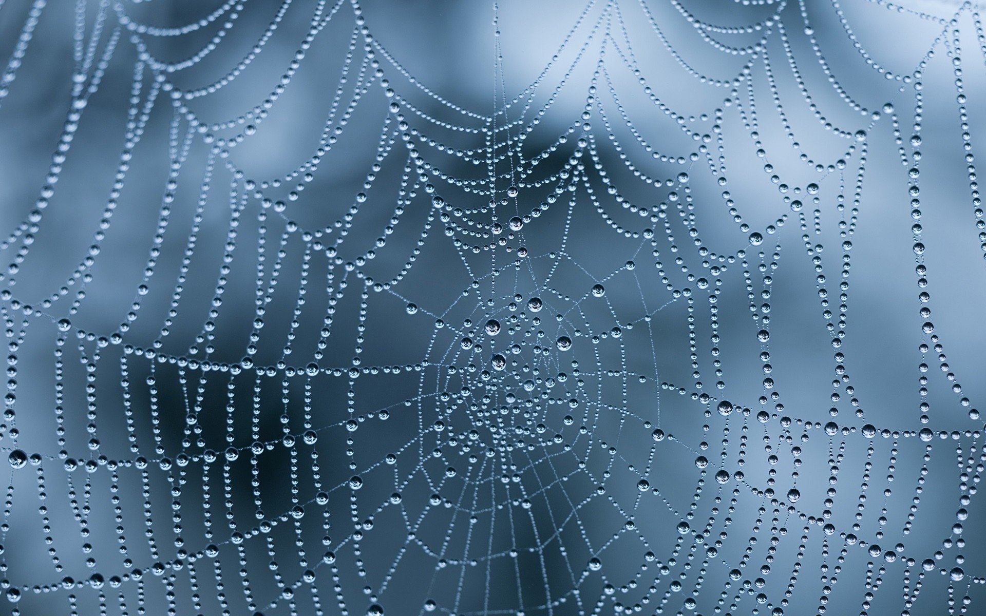 Free download Spider Web wallpaper ID:184725 hd 1920x1200 for desktop