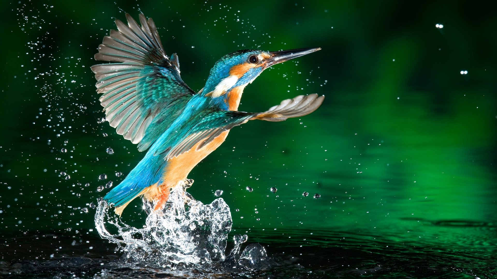Free download Kingfisher background ID:311299 full hd 1080p for computer