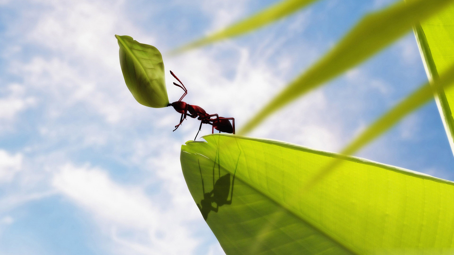 Free Ant high quality wallpaper ID:401338 for full hd desktop