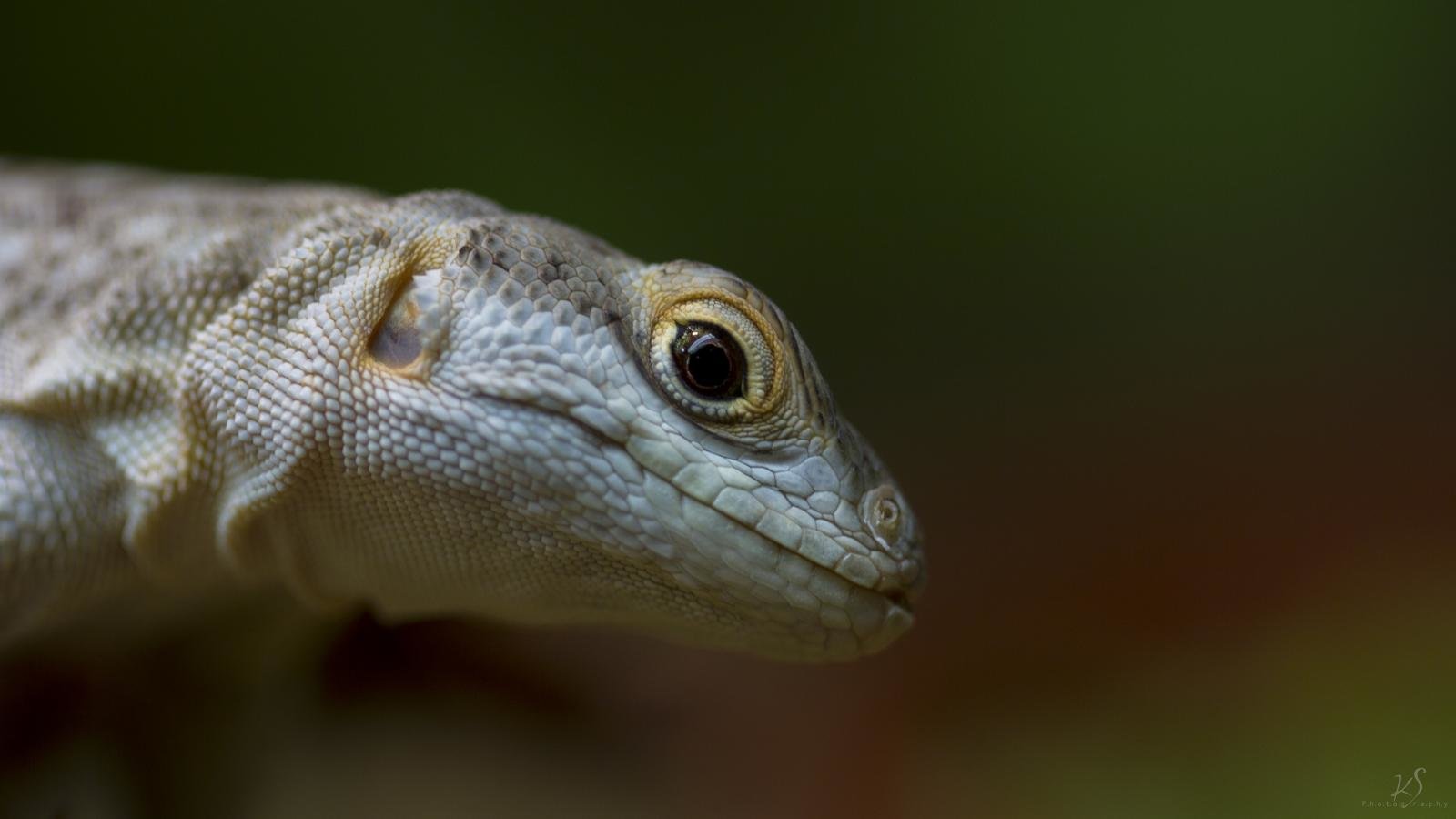 Free download Lizard background ID:444090 hd 1600x900 for computer