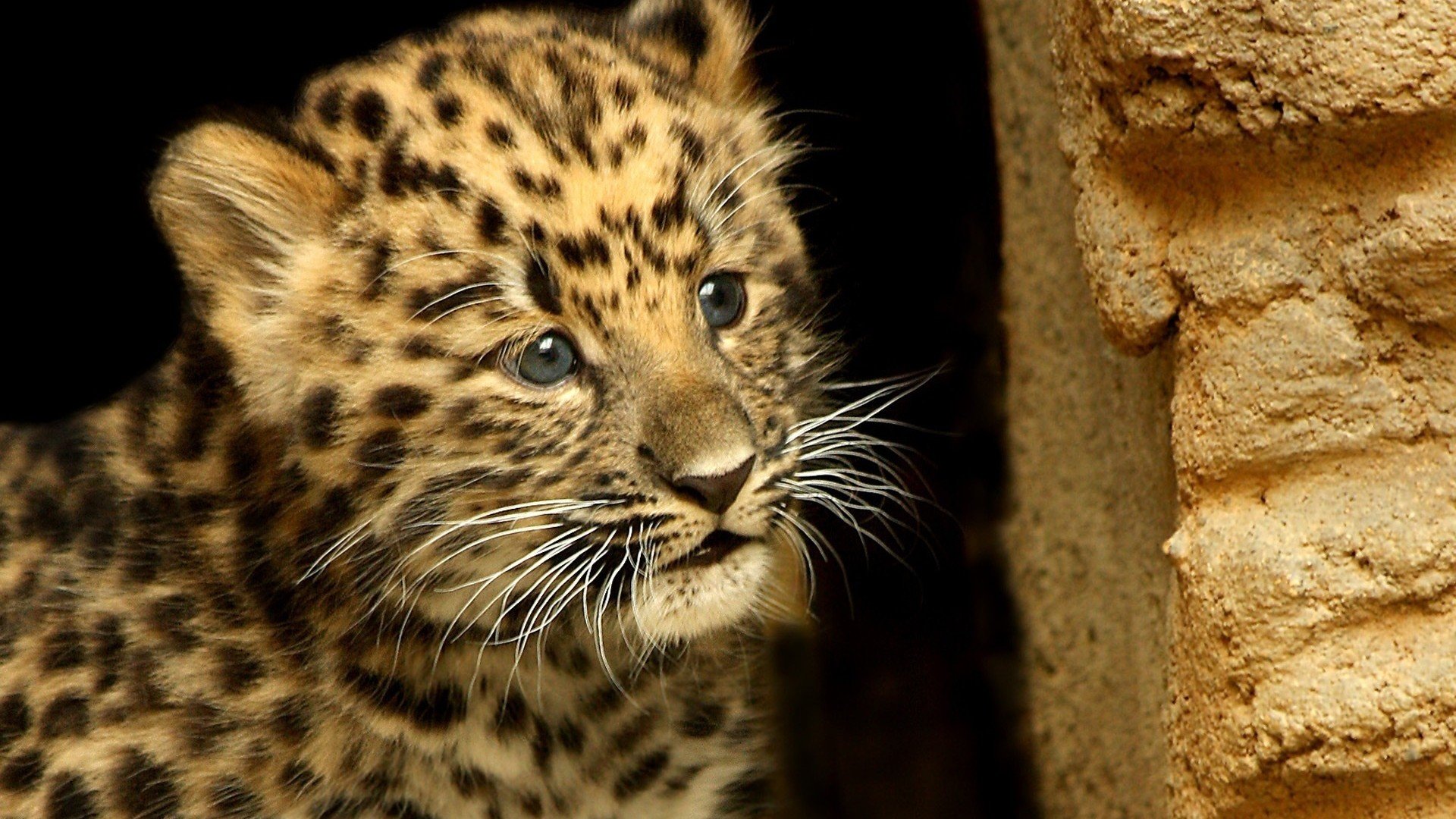 Free Leopard high quality wallpaper ID:448419 for hd 1920x1080 PC