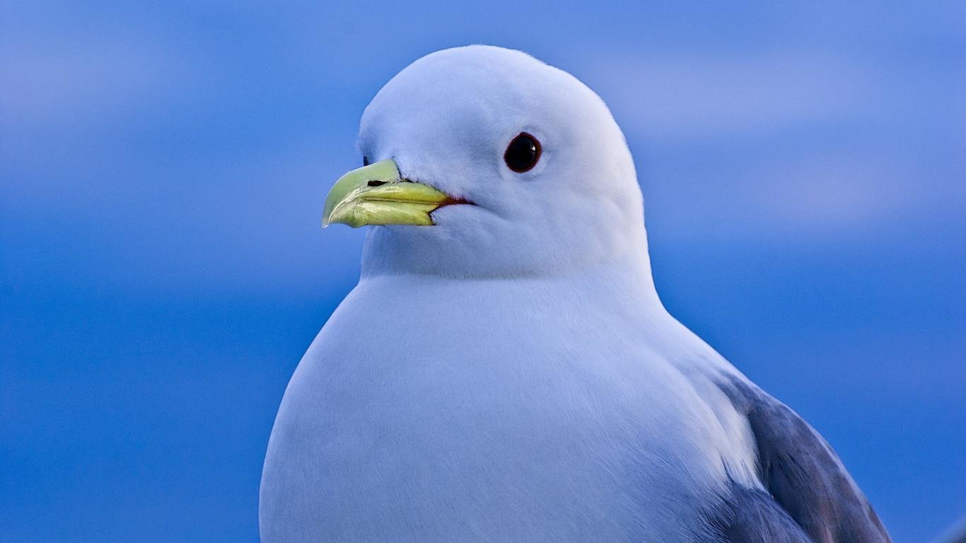 Download 1366x768 laptop Seagull computer wallpaper ID:66885 for free