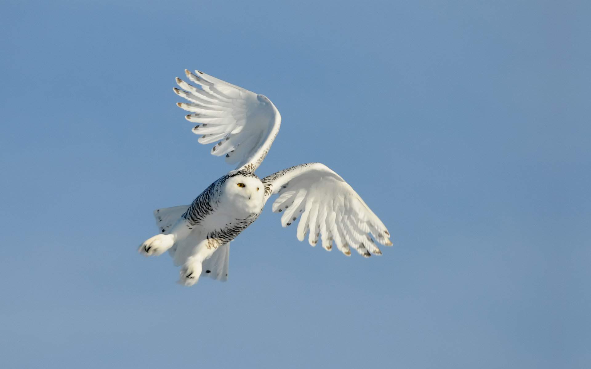 Best Snowy Owl background ID:26768 for High Resolution hd 1920x1200 PC