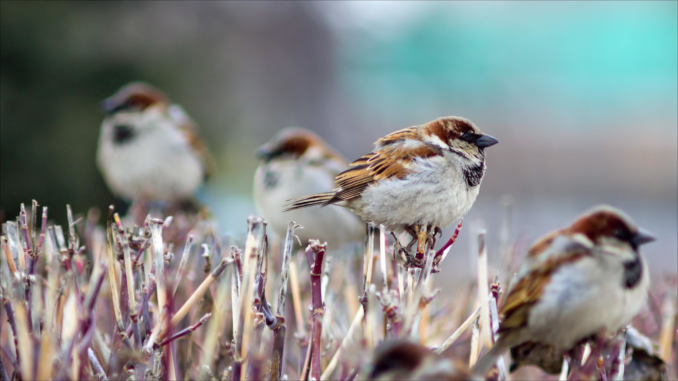 Download hd 2560x1440 Sparrow PC wallpaper ID:110692 for free