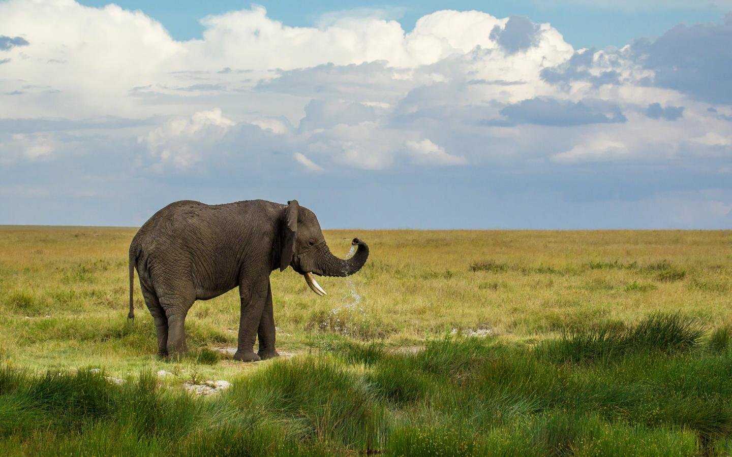 High resolution Elephant hd 1440x900 background ID:132597 for computer