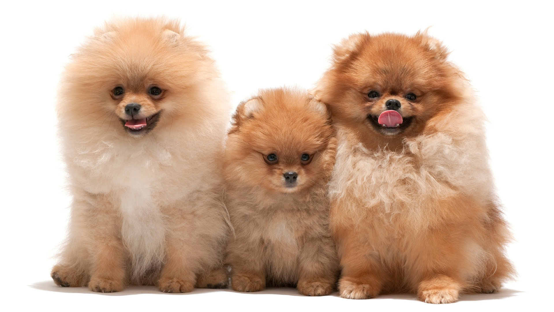 Awesome Pomeranian free wallpaper ID:184949 for full hd 1080p computer