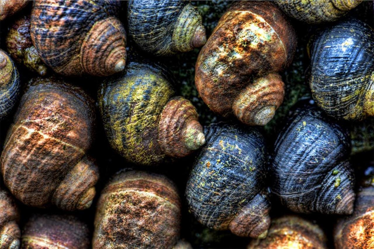 Awesome Shell free background ID:449880 for hd 1280x854 desktop