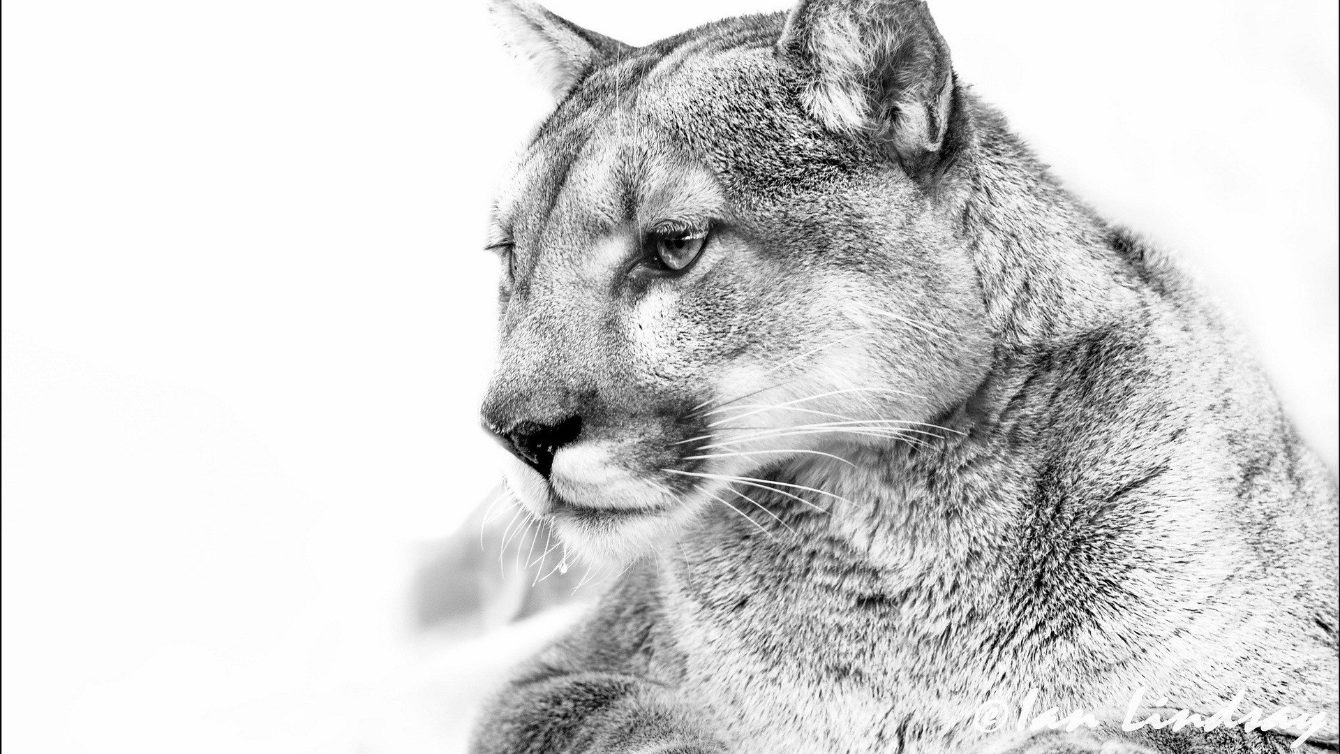 Free Cougar high quality background ID:81669 for full hd 1080p PC