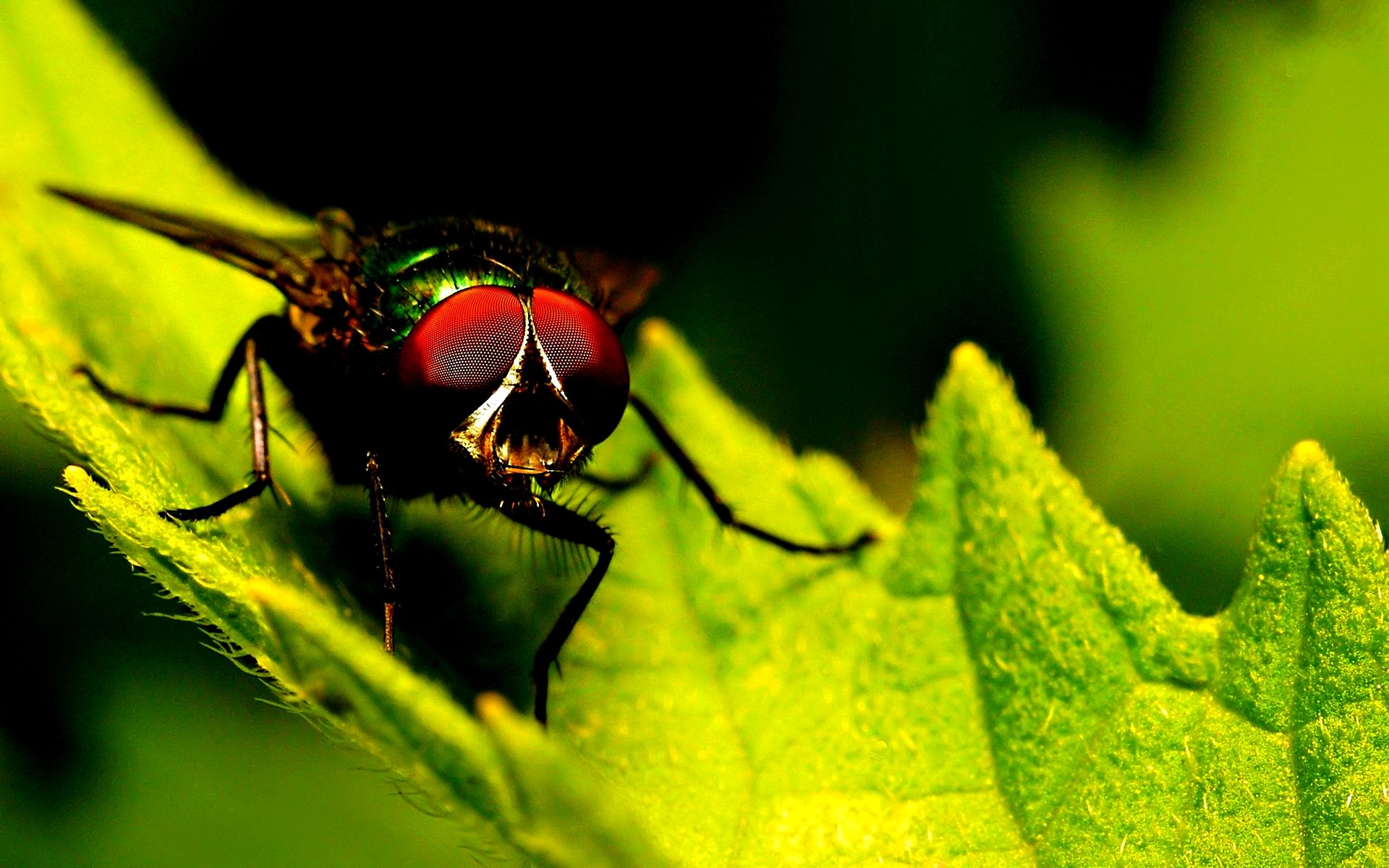 Free download Fly wallpaper ID:275215 hd 1920x1200 for PC