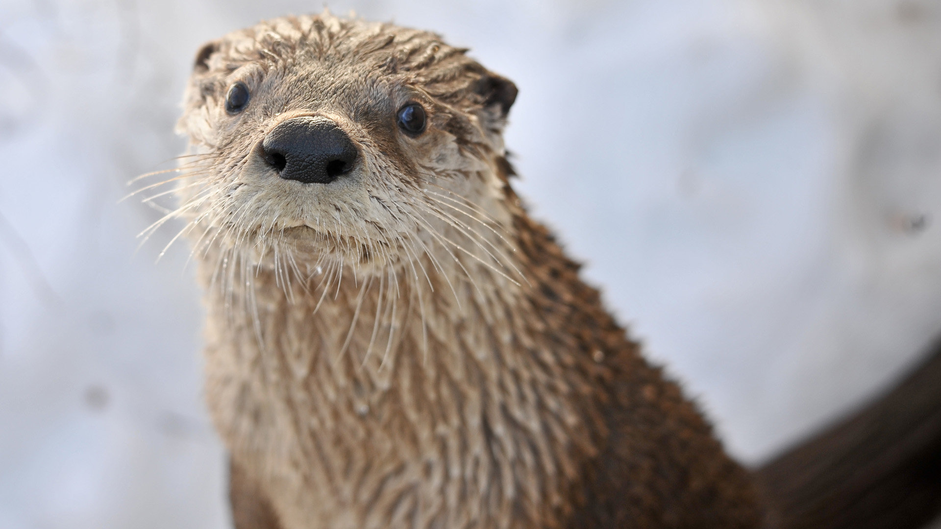 High resolution Otter 1080p wallpaper ID:207623 for PC