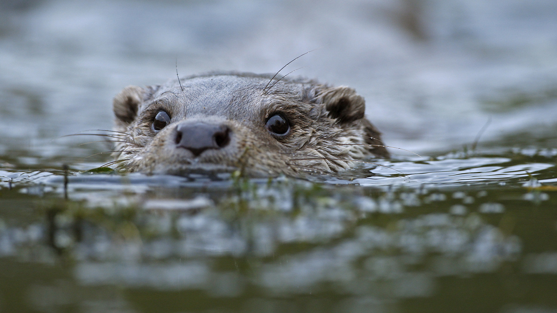 Awesome Otter free wallpaper ID:207597 for full hd 1920x1080 computer