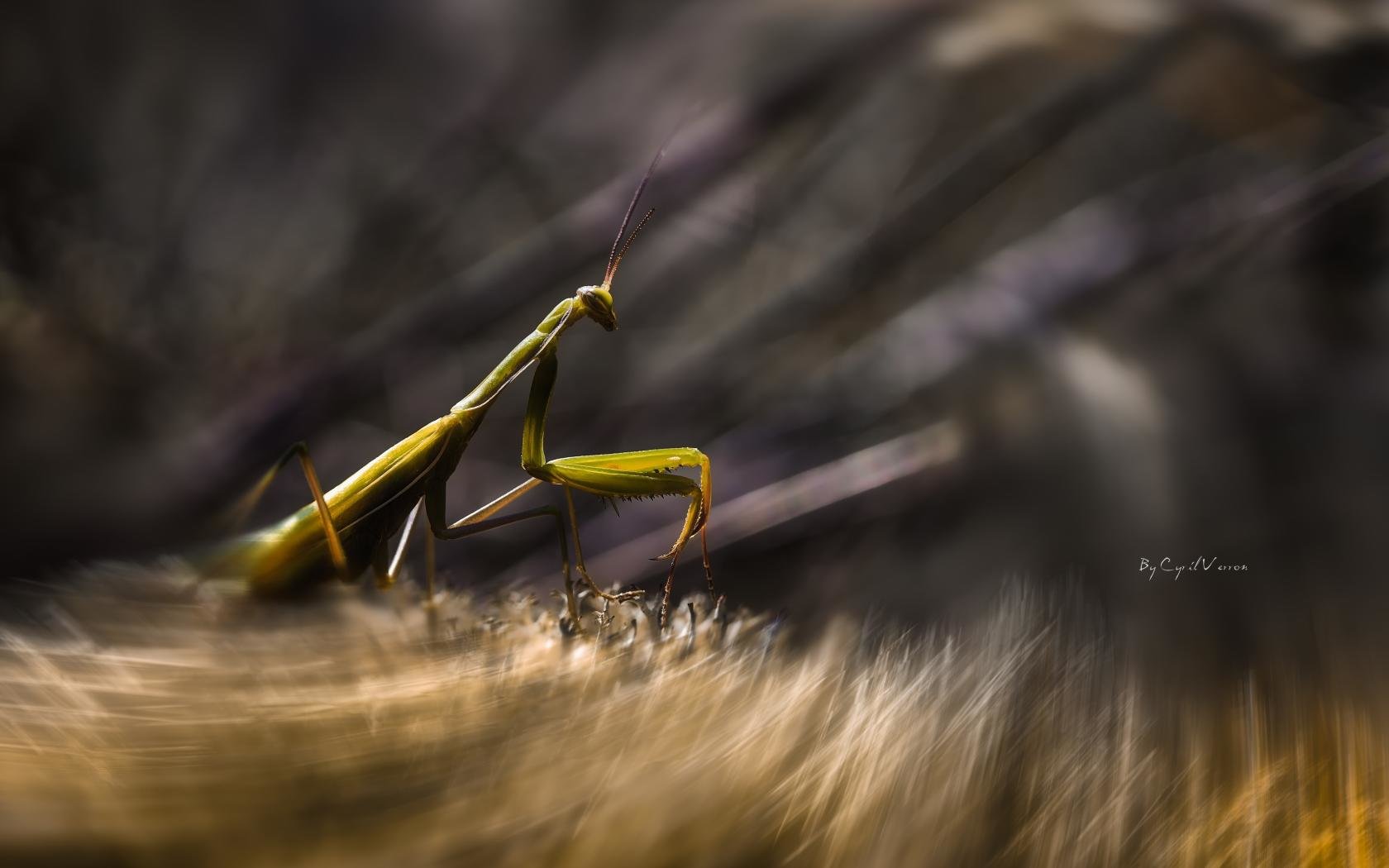 Awesome Praying Mantis free background ID:156429 for hd 1680x1050 computer