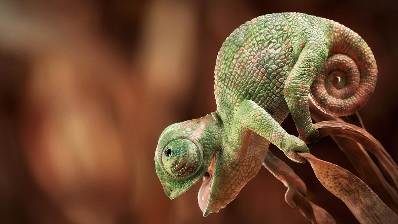 High resolution Chameleon hd 1366x768 background ID:462566 for PC