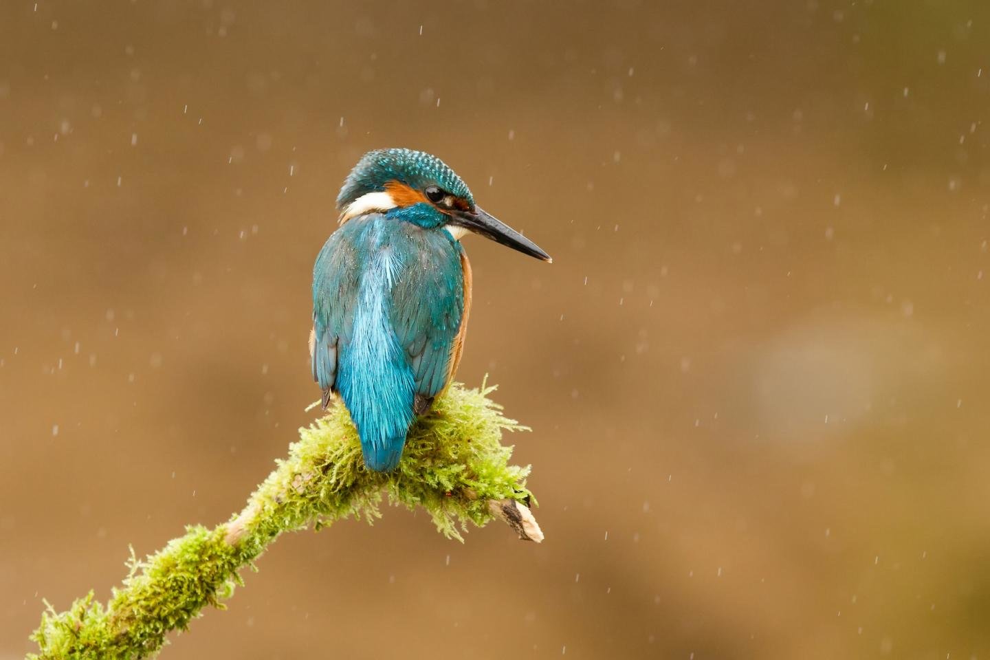 Download hd 1440x960 Kingfisher desktop background ID:311313 for free
