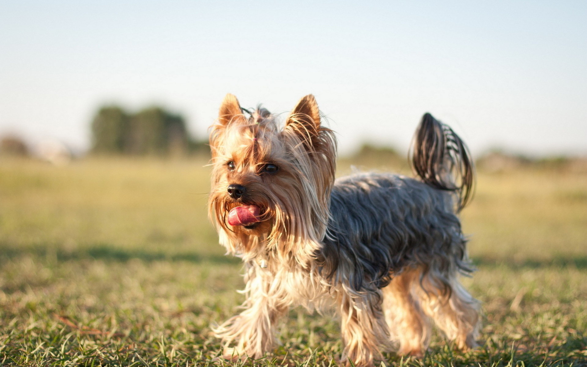 Awesome Yorkshire Terrier free wallpaper ID:110983 for hd 1920x1200 PC