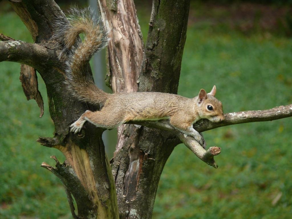 High resolution Squirrel hd 1024x768 wallpaper ID:311545 for PC