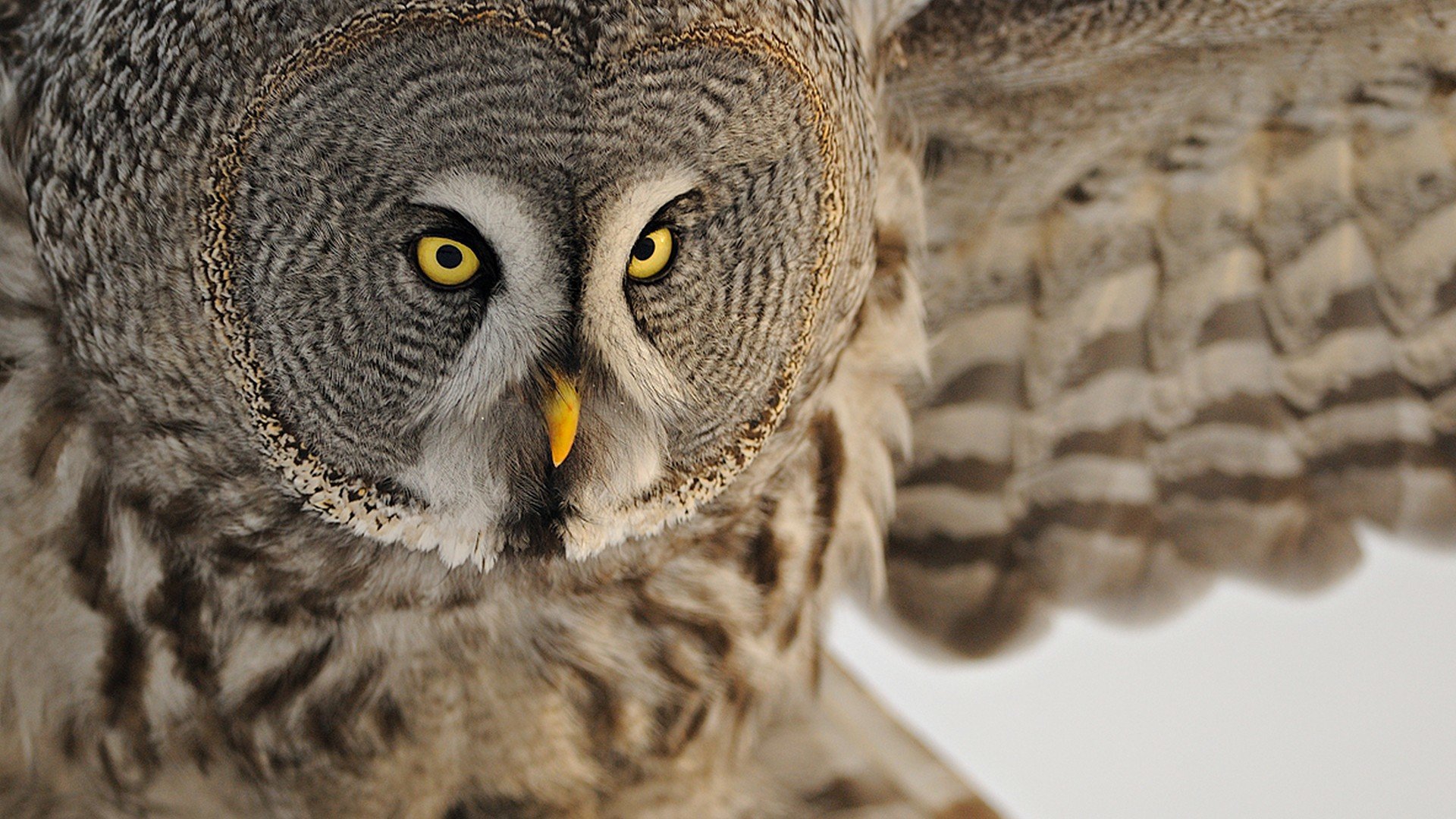 Free Great Grey Owl high quality wallpaper ID:235118 for full hd computer
