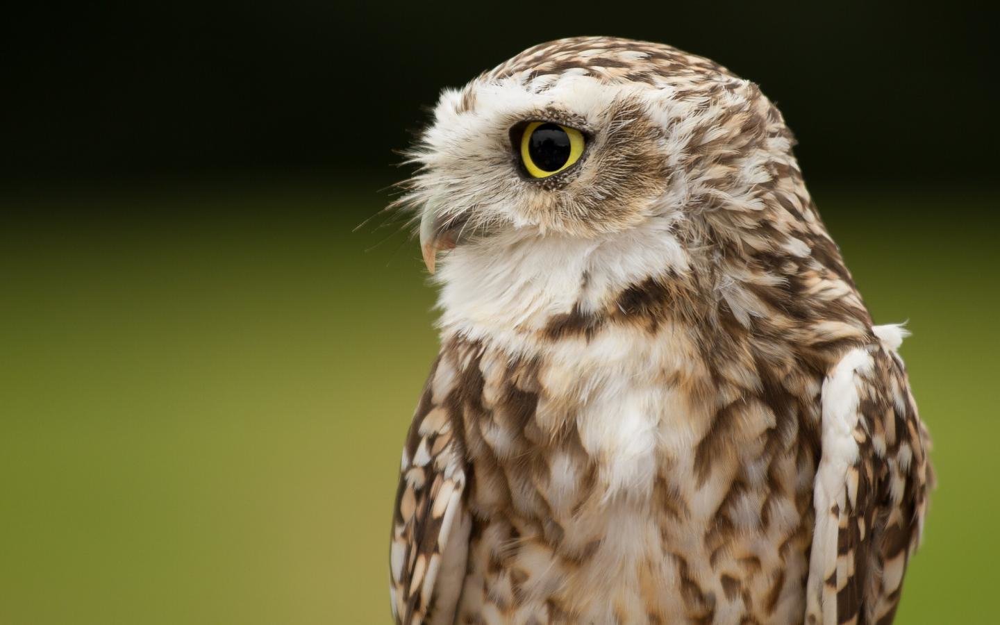 High resolution Owl hd 1440x900 wallpaper ID:237096 for computer