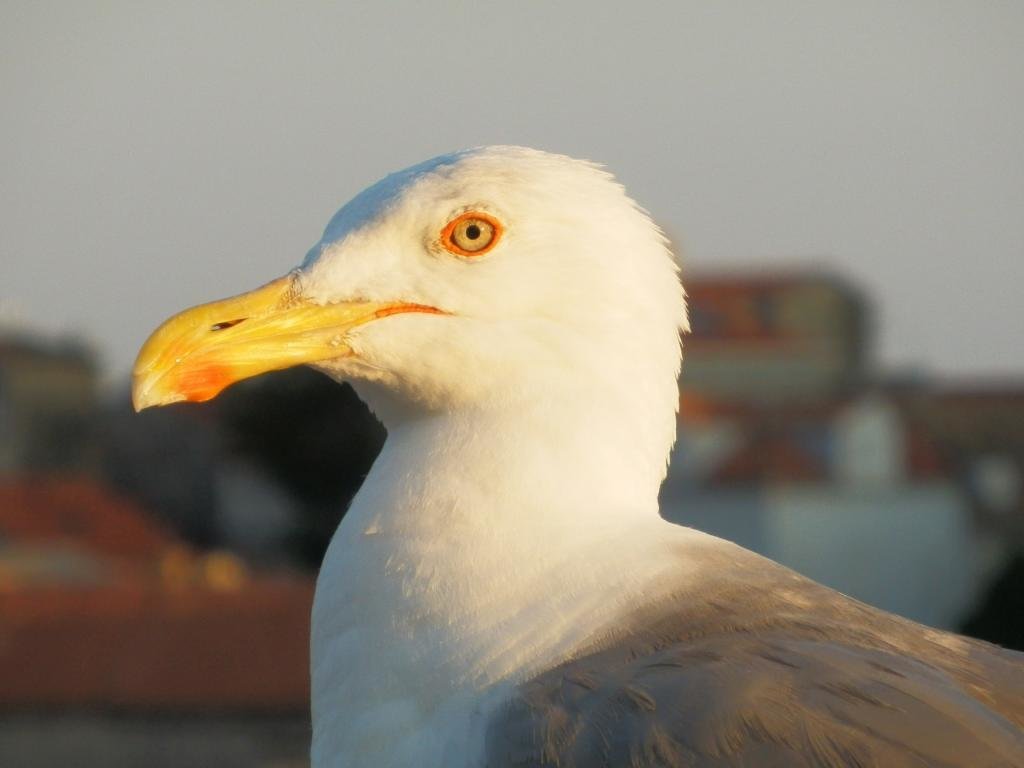 Best Seagull background ID:66849 for High Resolution hd 1024x768 computer