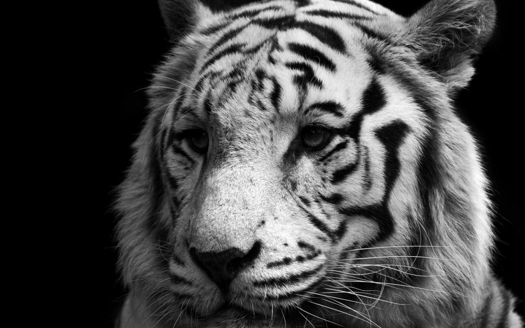 Awesome White Tiger free wallpaper ID:175003 for hd 1680x1050 computer