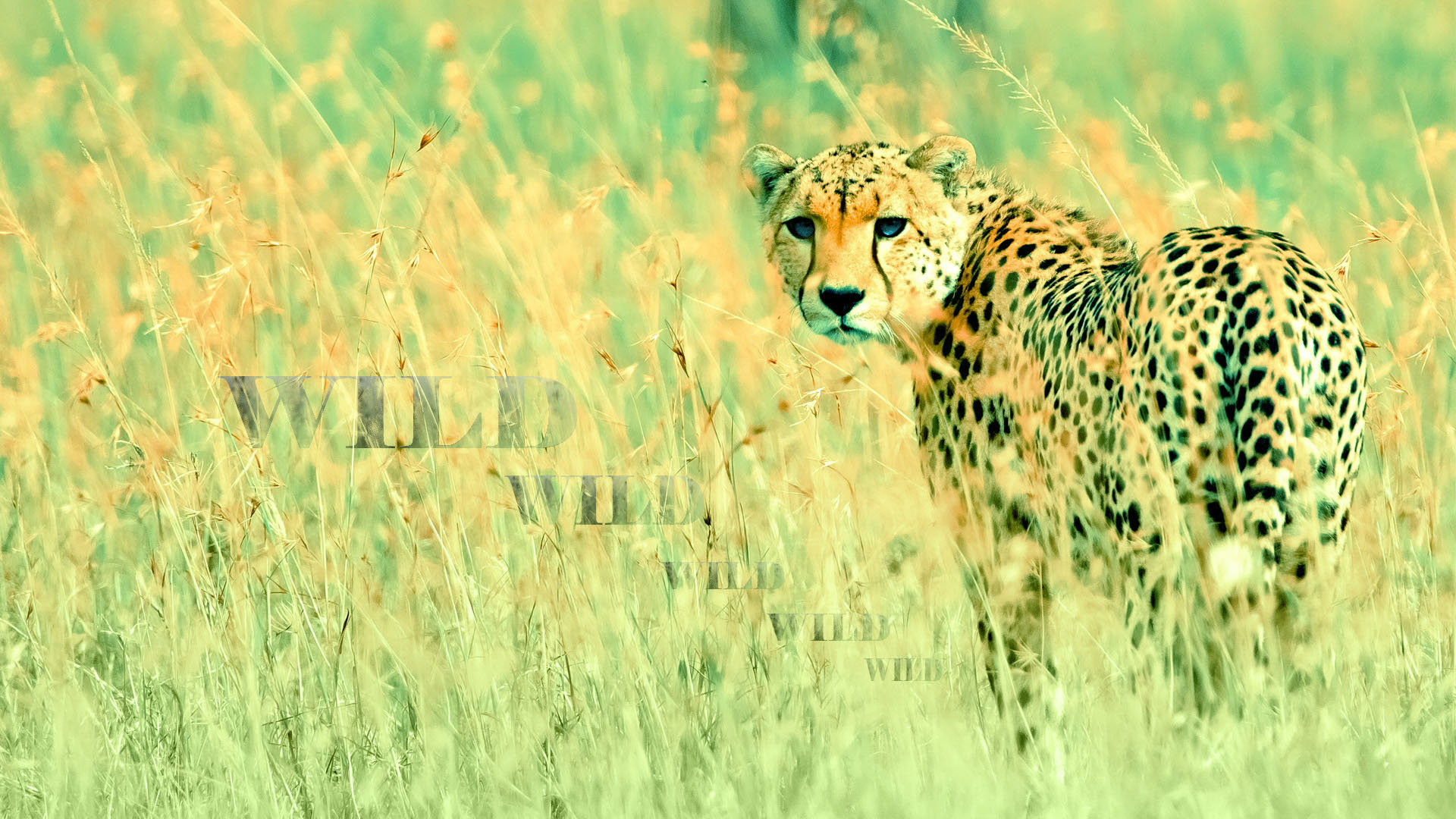 Download full hd 1080p Cheetah PC wallpaper ID:161910 for free