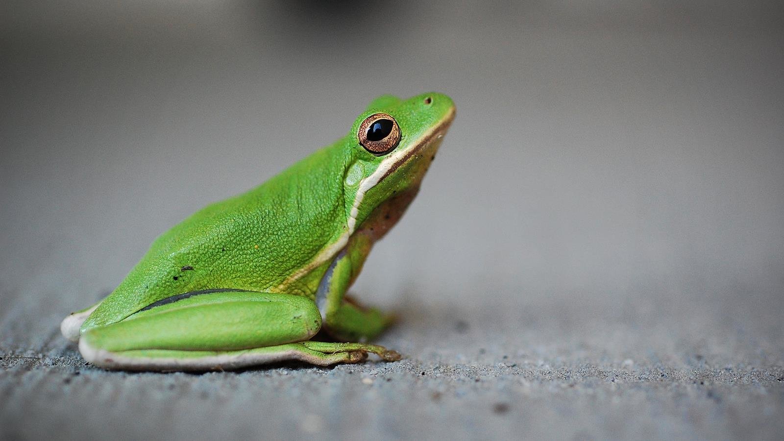 Awesome Frog free background ID:328873 for hd 1600x900 desktop