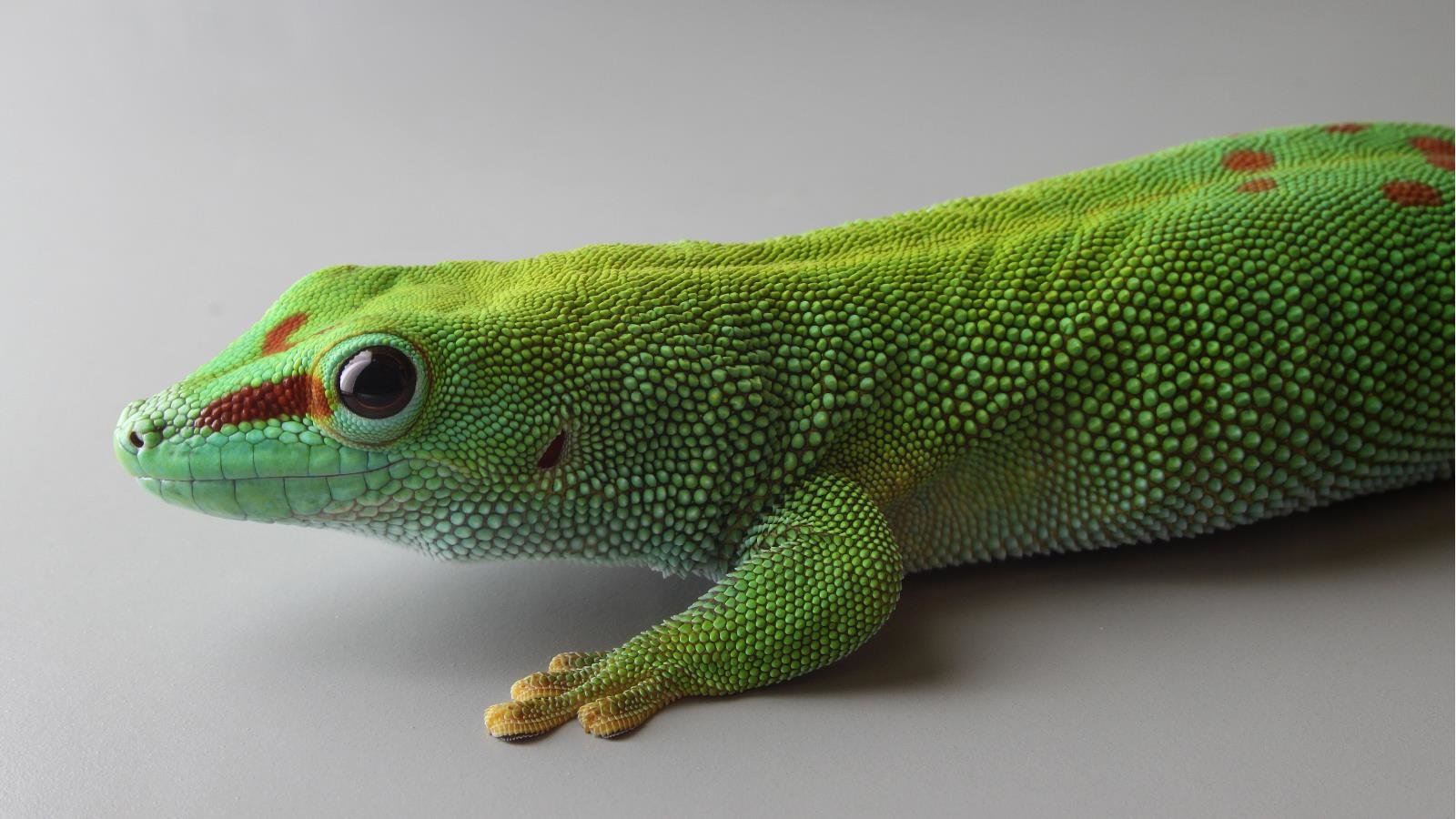 Awesome Gecko free wallpaper ID:114519 for hd 1600x900 PC