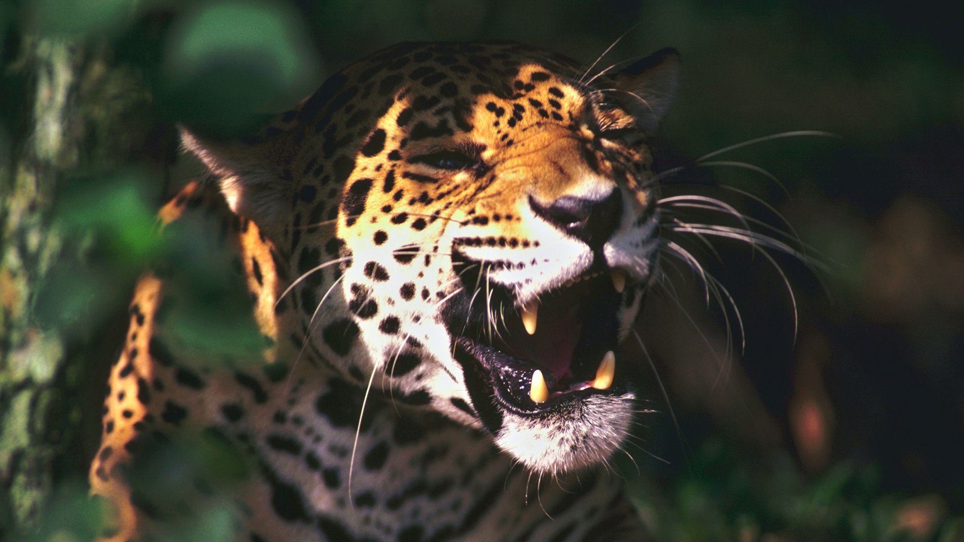 Awesome Jaguar free background ID:30222 for 1080p PC