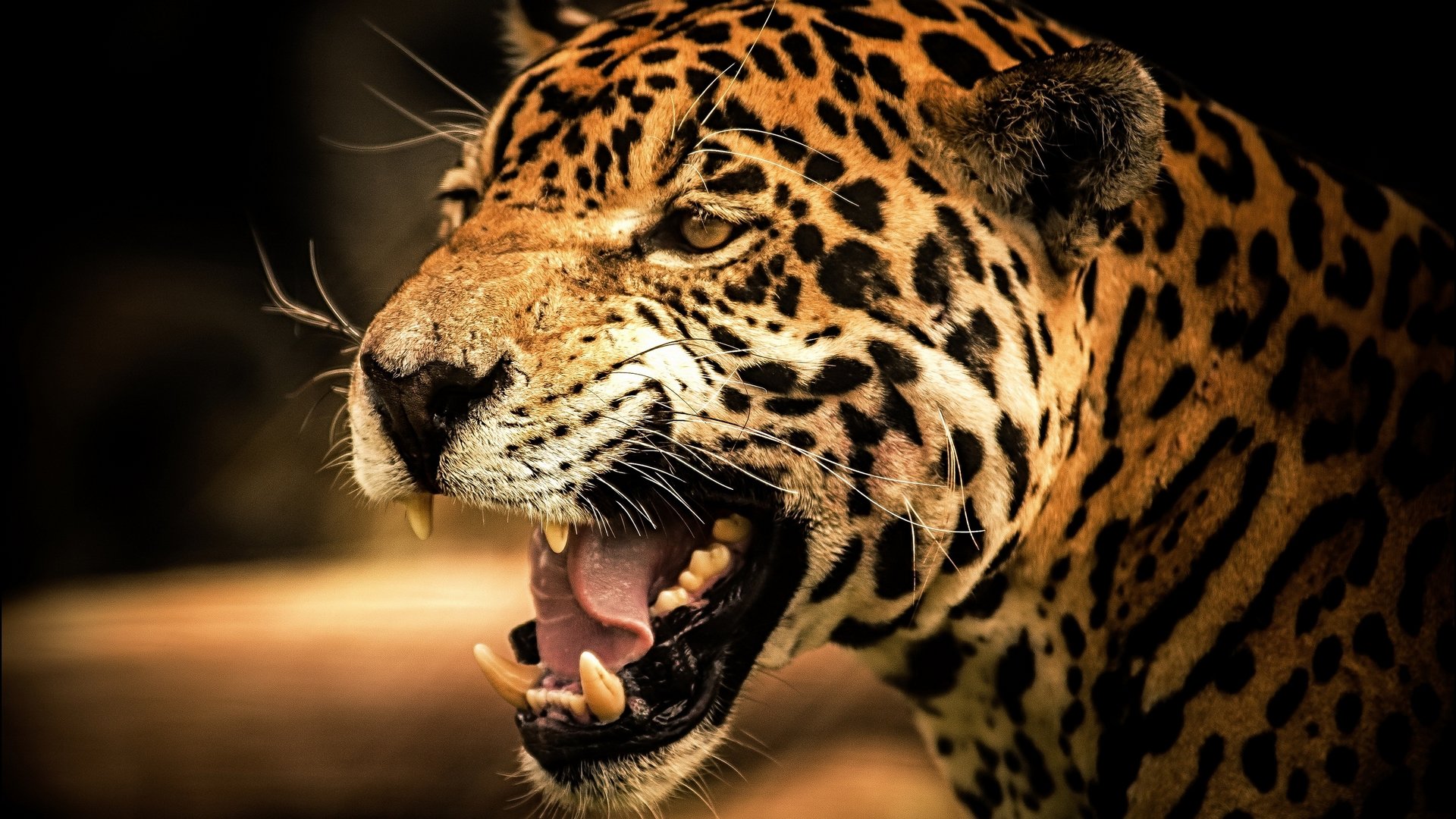 Awesome Leopard free background ID:448345 for full hd PC