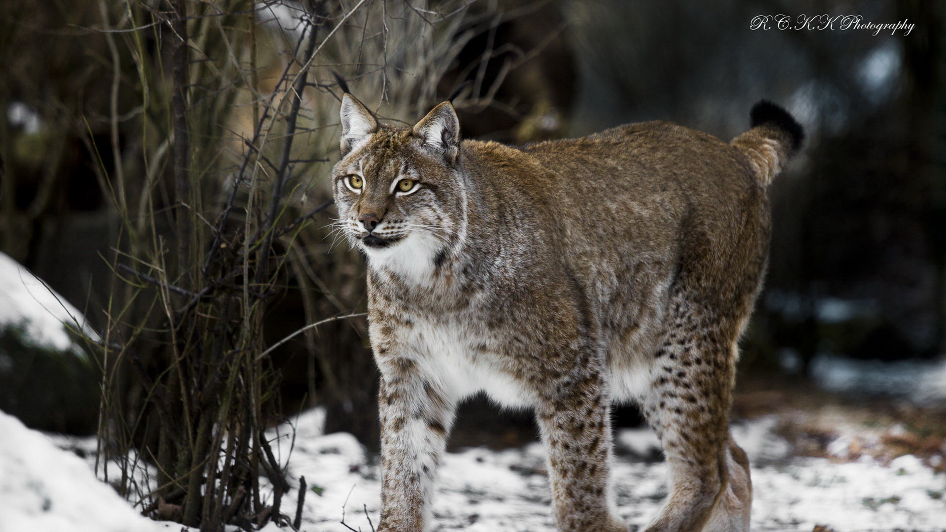 Best Lynx background ID:105711 for High Resolution full hd computer