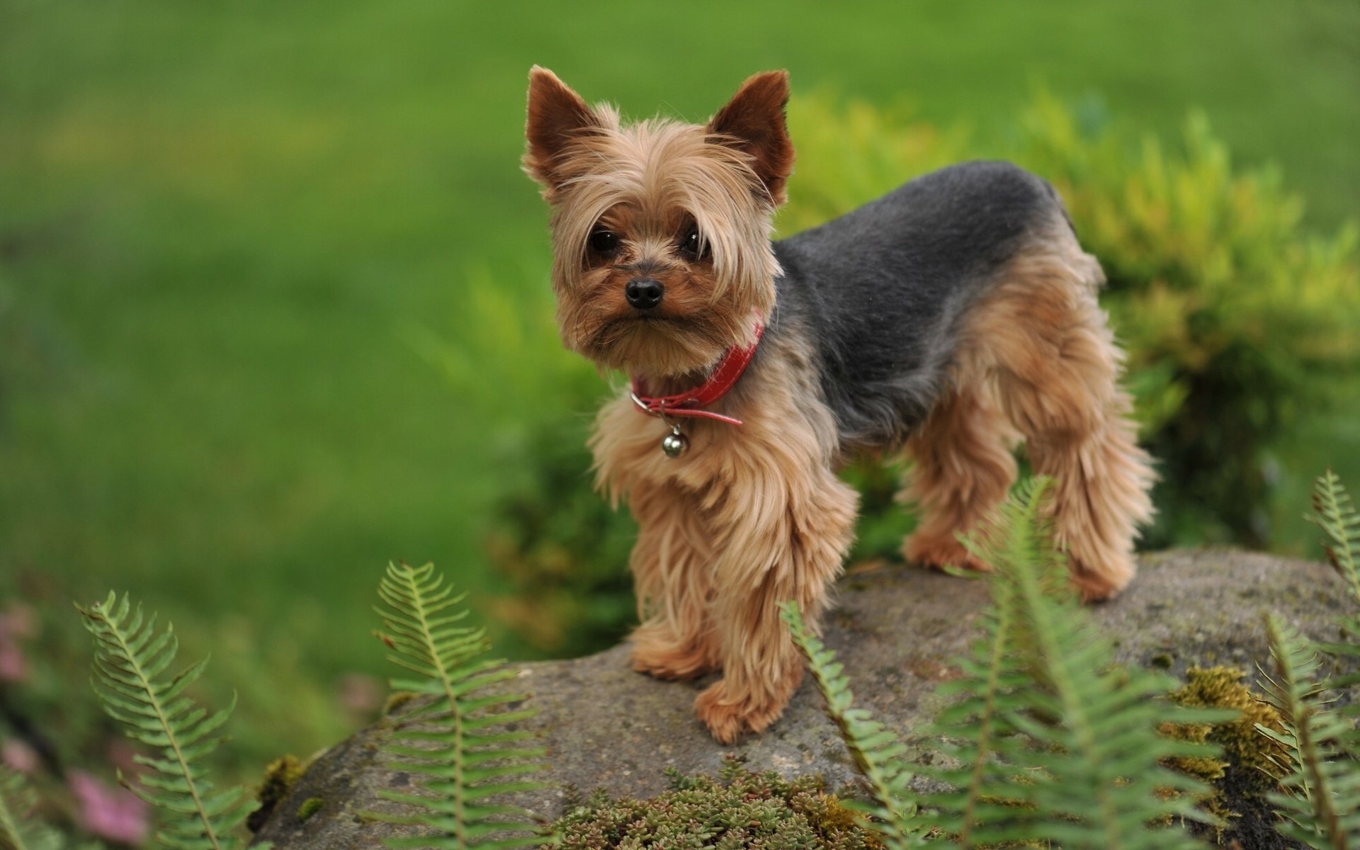 Awesome Yorkshire Terrier free background ID:110978 for hd 1920x1200 PC