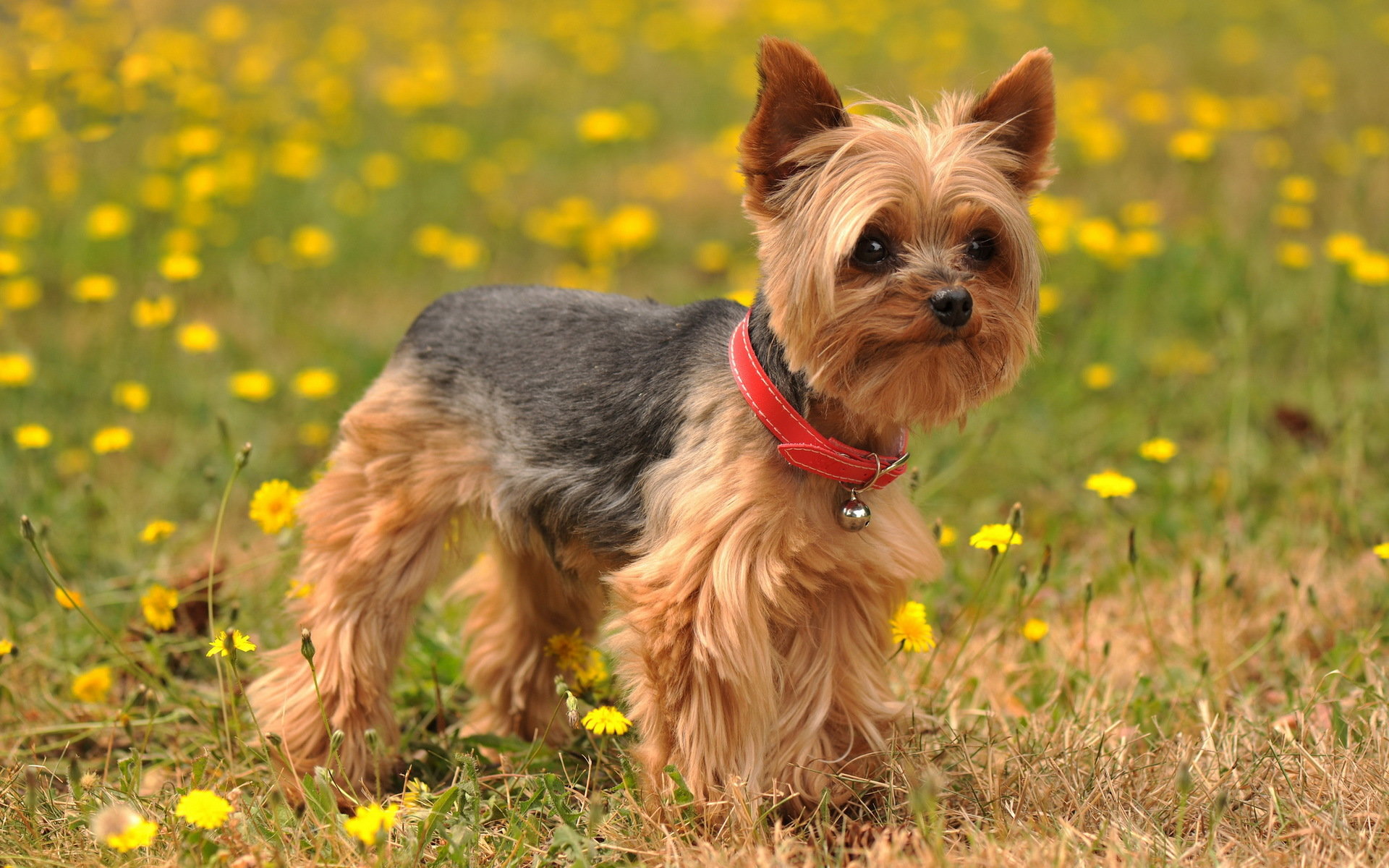 Download hd 1920x1200 Yorkshire Terrier computer background ID:110979 for free