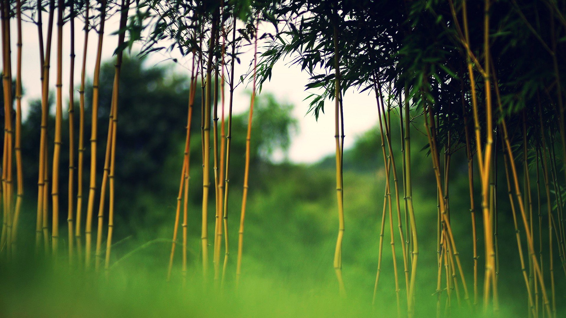 Awesome Bamboo free background ID:246807 for hd 1920x1080 desktop