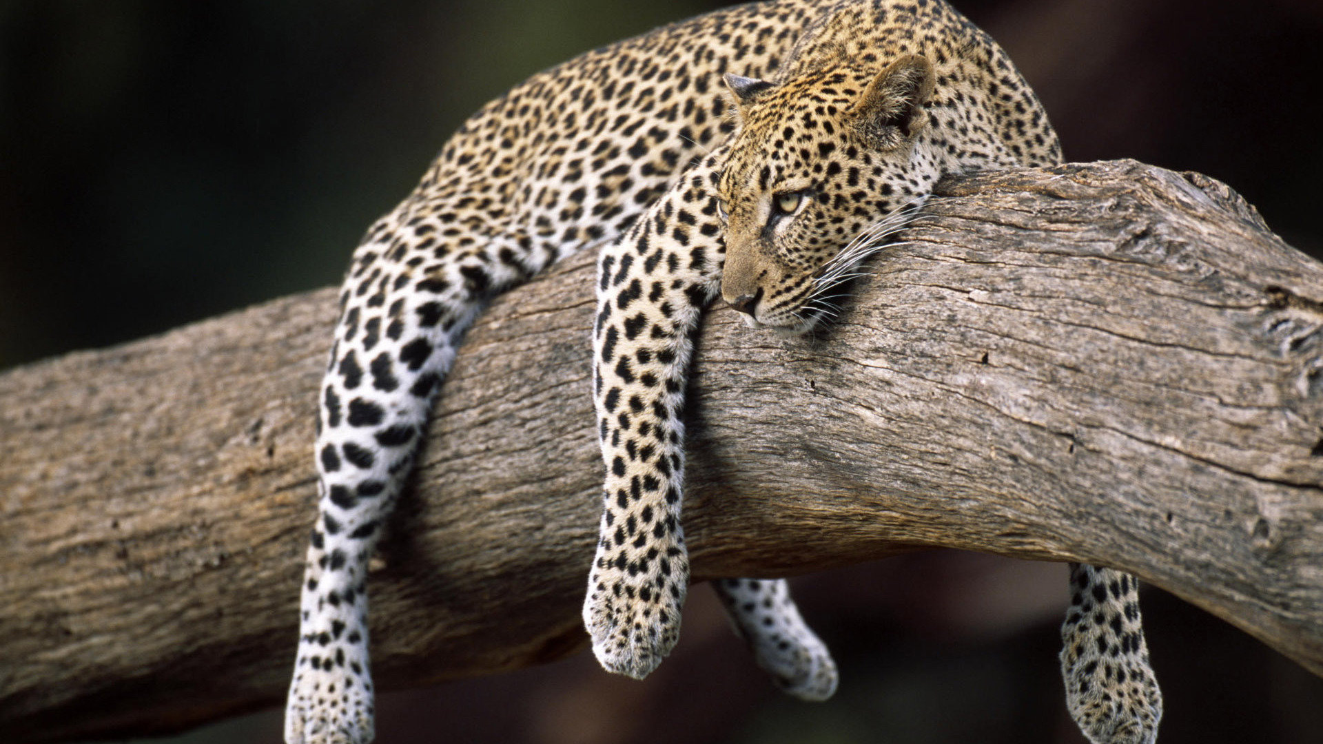 High resolution Leopard hd 1080p background ID:448289 for PC