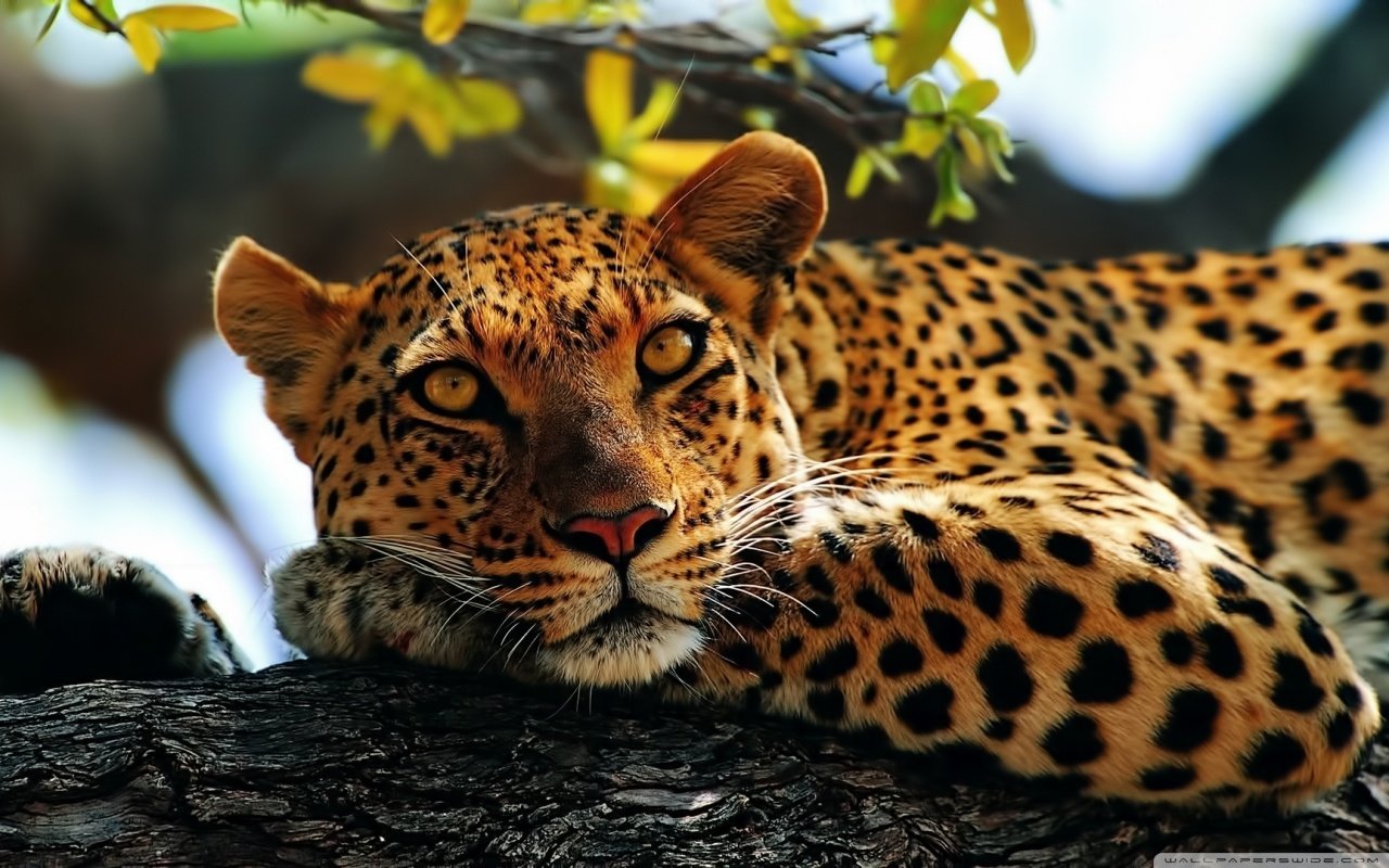 Free Leopard high quality background ID:448290 for hd 1280x800 computer