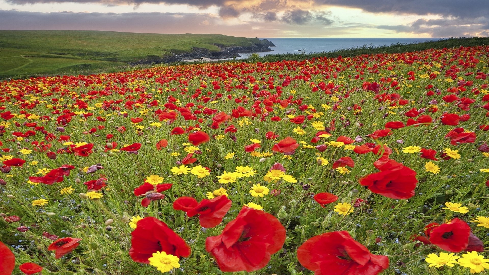 Download hd 1920x1080 Poppy PC wallpaper ID:99776 for free