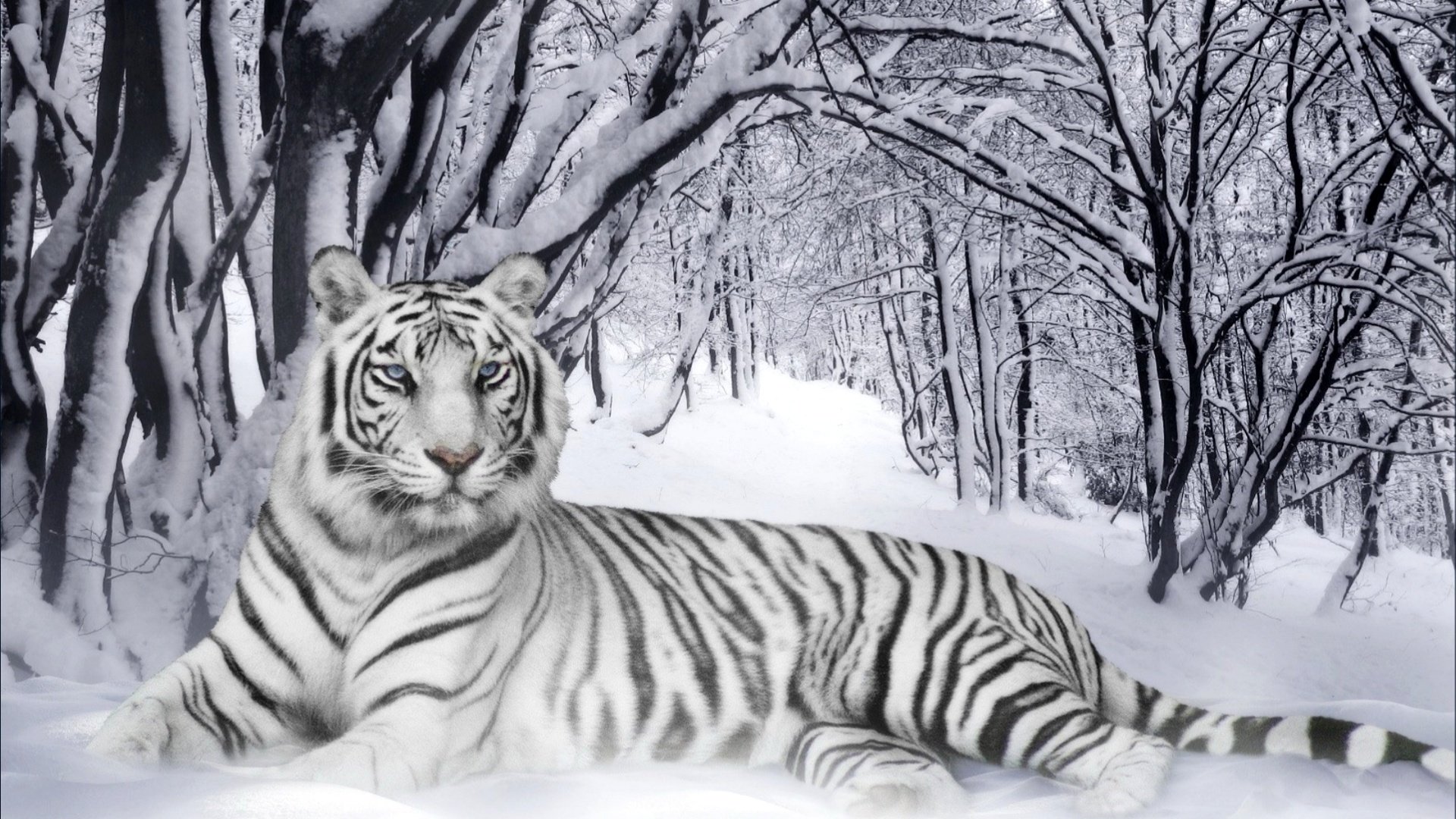 Awesome White Tiger free wallpaper ID:174838 for hd 1080p desktop