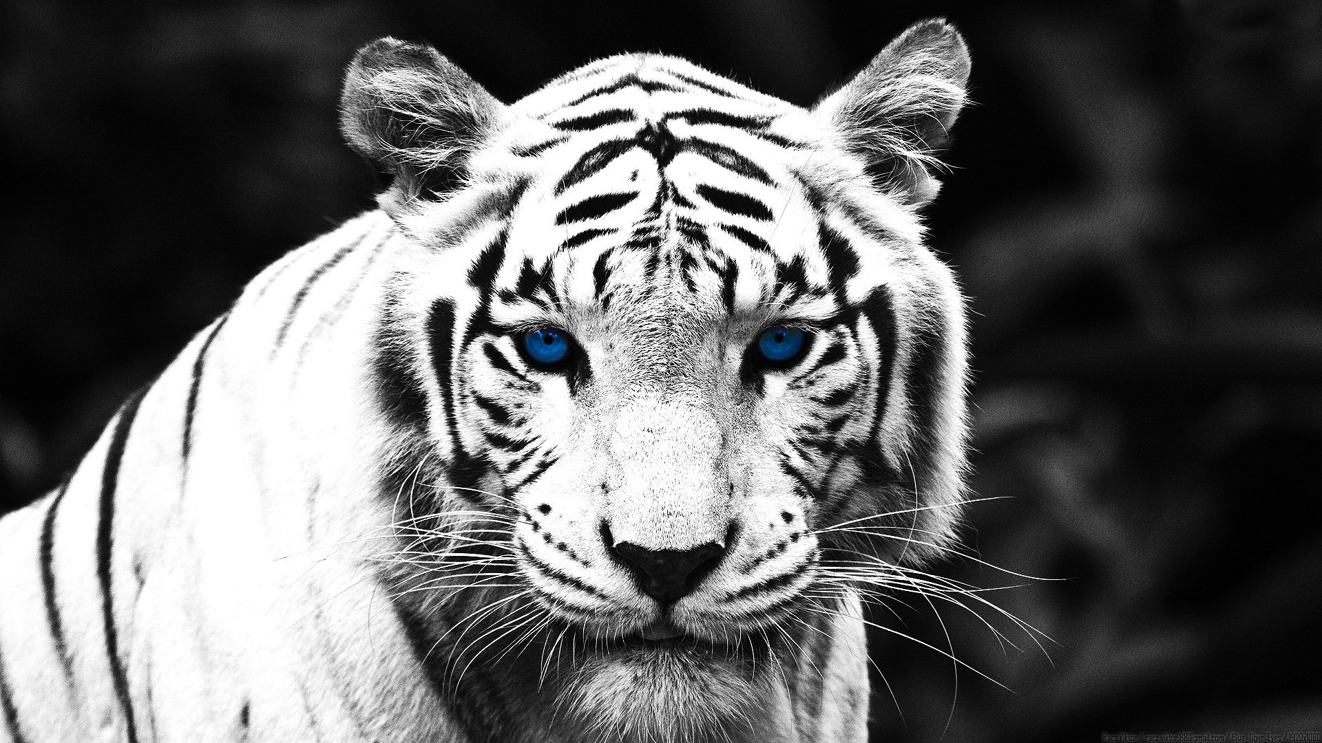 Awesome White Tiger free wallpaper ID:174889 for 1080p PC