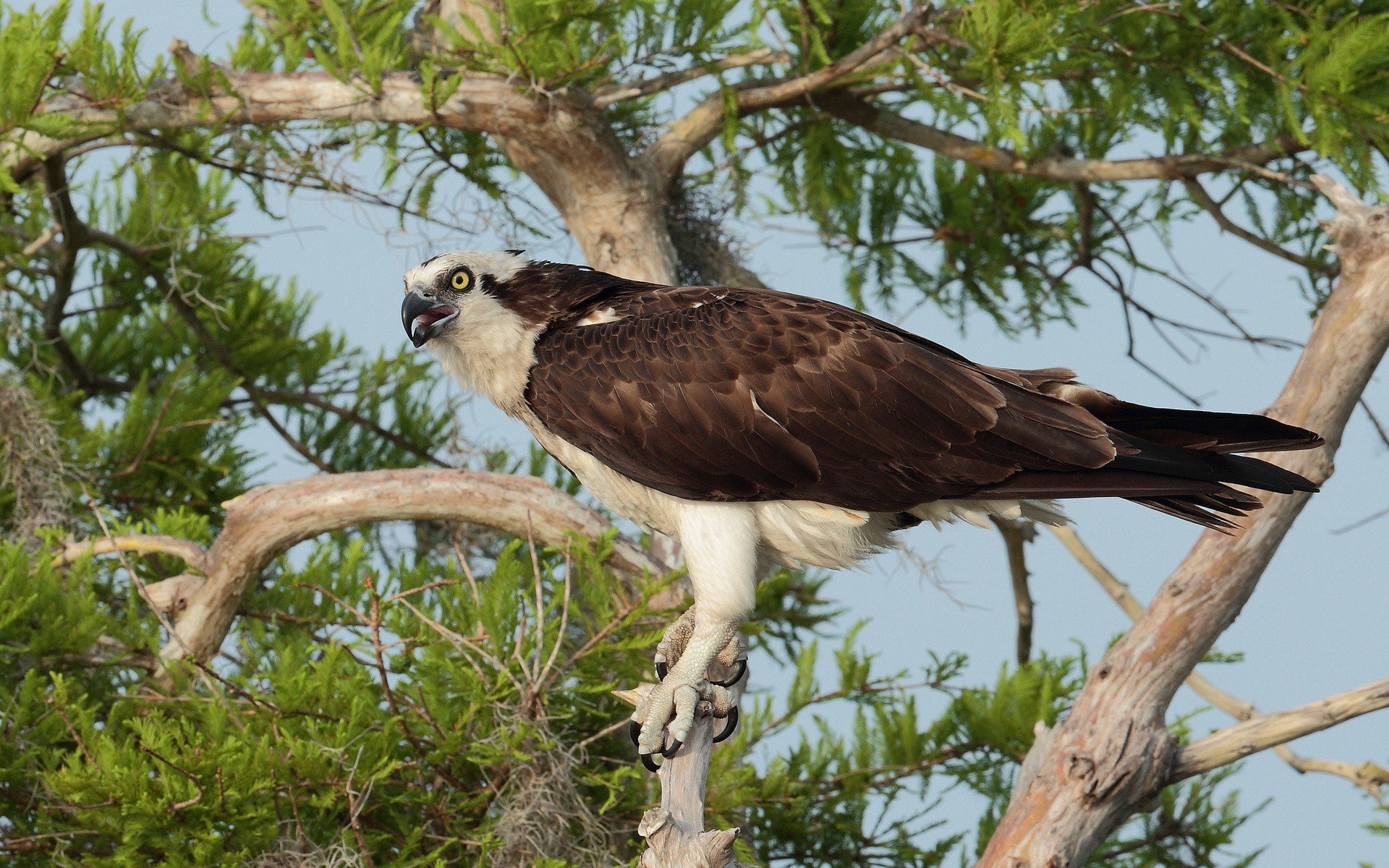 Download hd 1920x1200 Osprey computer wallpaper ID:421663 for free