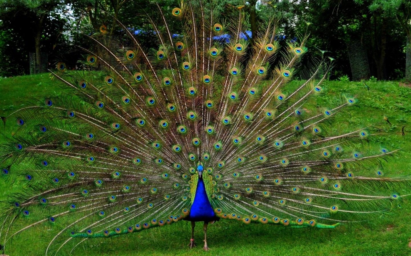 Free Peacock high quality background ID:151759 for hd 1440x900 computer