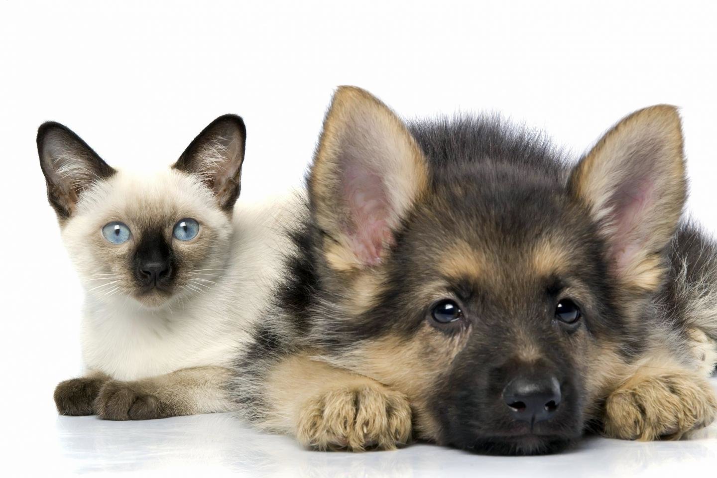 Best Cat and Dog wallpaper ID:125324 for High Resolution hd 1440x960 PC