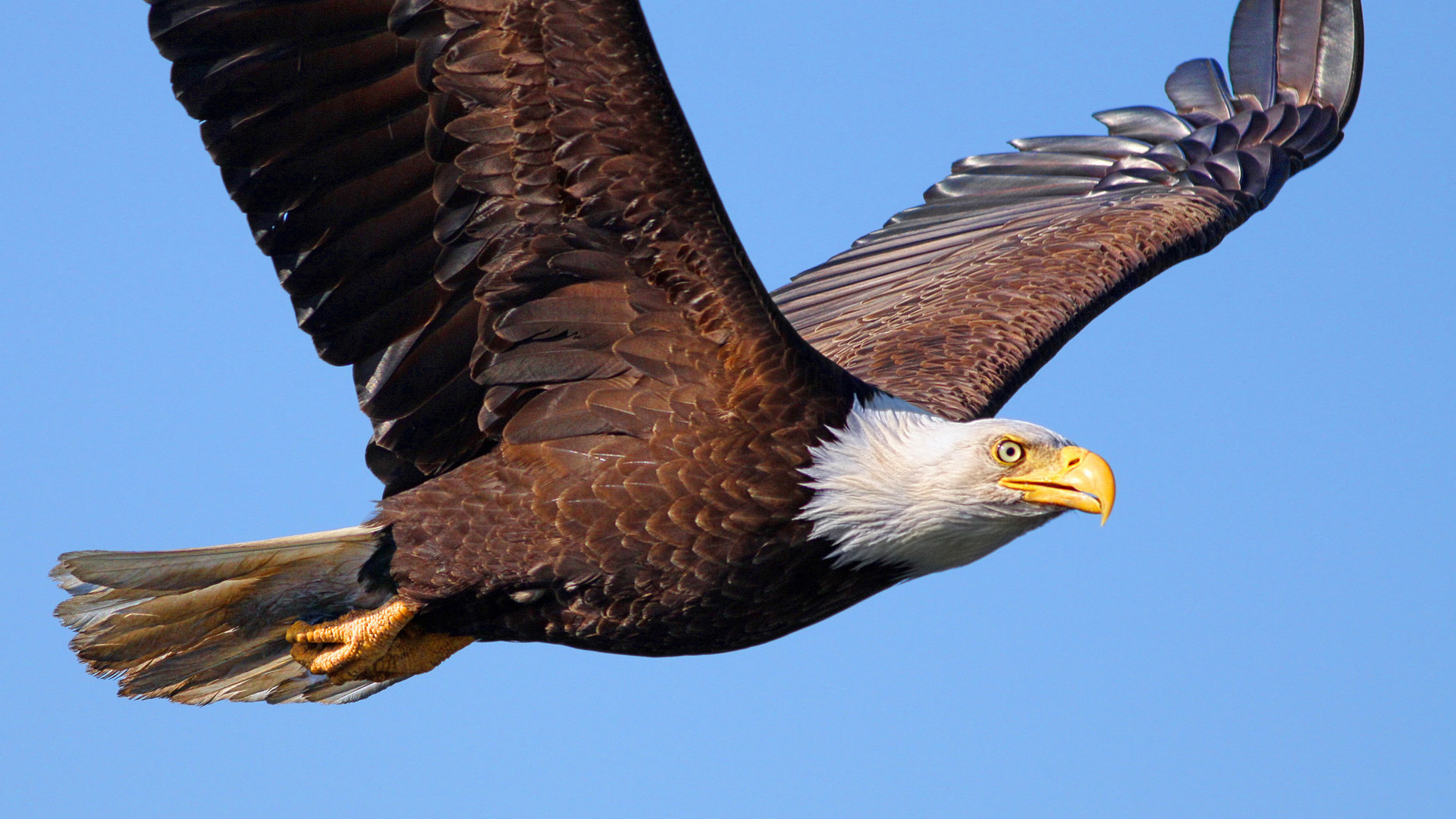 Best American Bald Eagle background ID:68728 for High Resolution full hd 1920x1080 computer