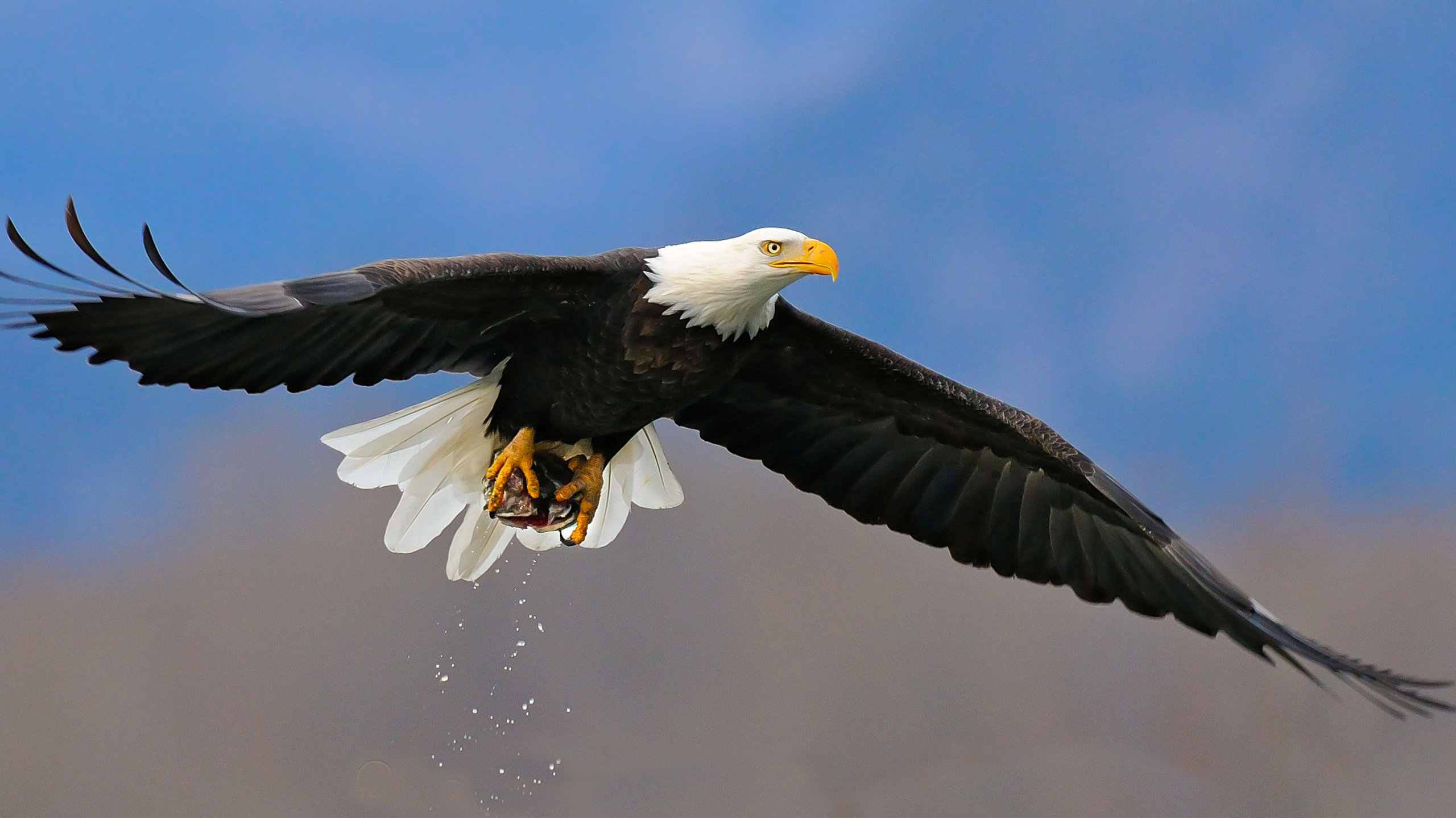 High resolution American Bald Eagle hd 2560x1440 background ID:68641 for PC