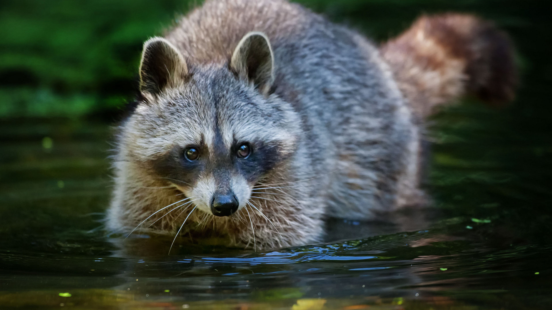 High resolution Raccoon full hd background ID:185520 for computer