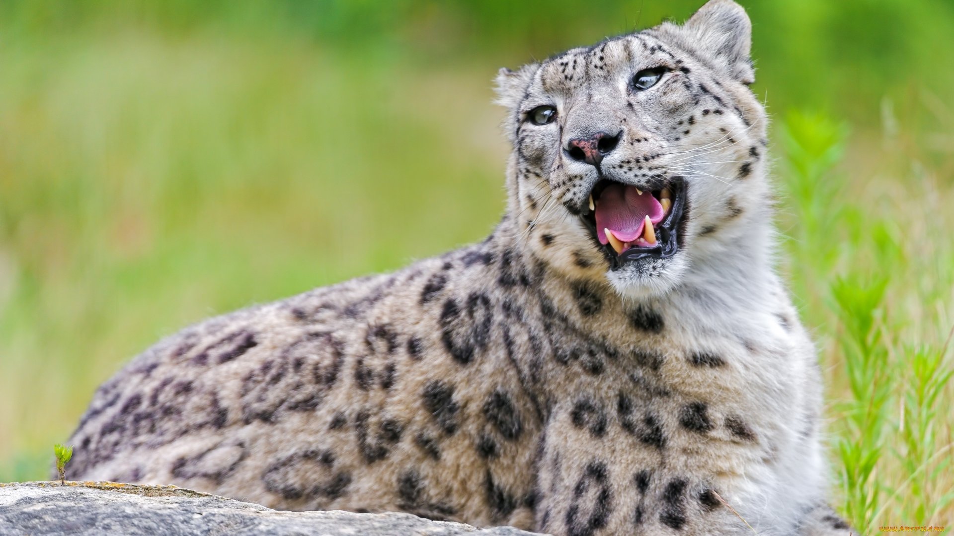 Best Snow Leopard wallpaper ID:34498 for High Resolution full hd PC